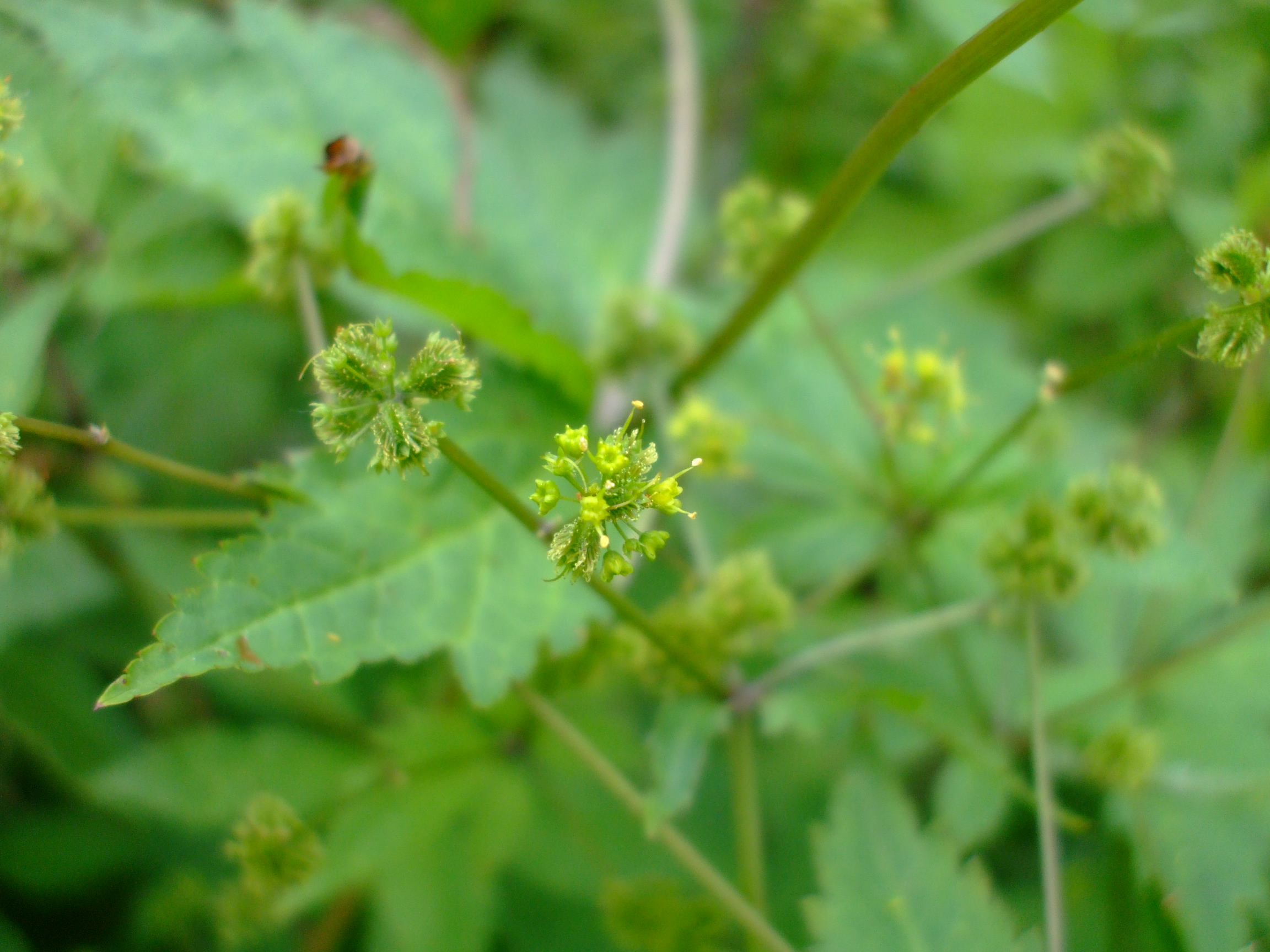 Sanicula odorata